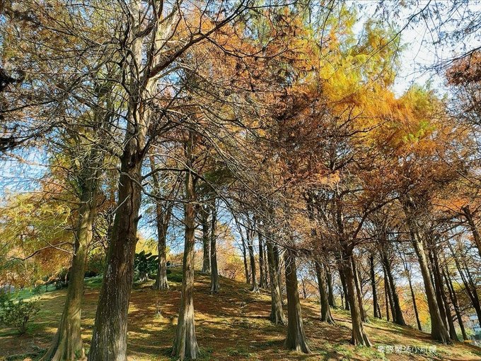 偶像劇場景般的落羽松森林【羅東運動公園】秋冬季節染成橘紅一片