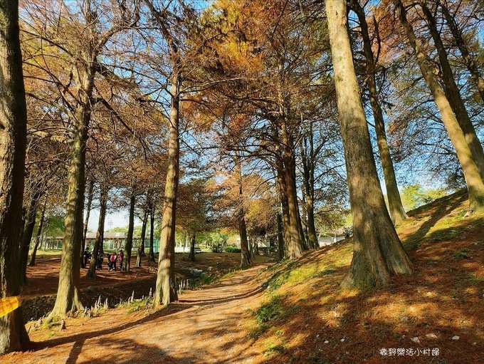 偶像劇場景般的落羽松森林【羅東運動公園】秋冬季節染成橘紅一片