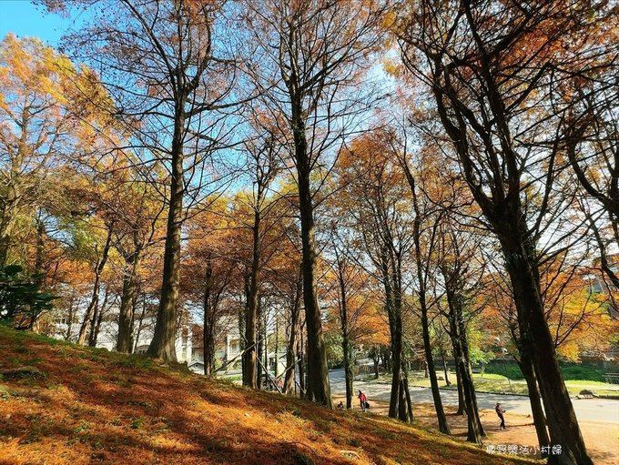 偶像劇場景般的落羽松森林【羅東運動公園】秋冬季節染成橘紅一片