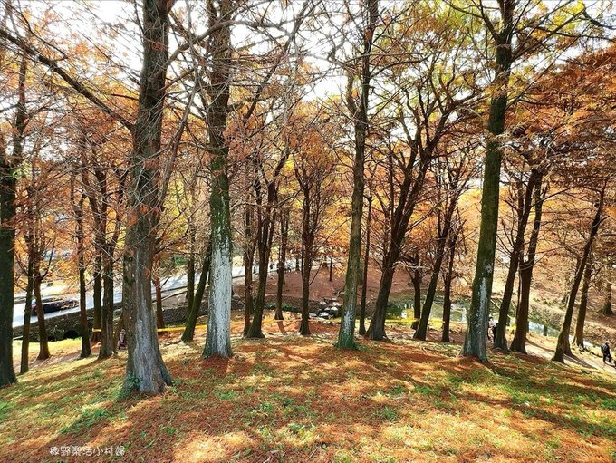 偶像劇場景般的落羽松森林【羅東運動公園】秋冬季節染成橘紅一片