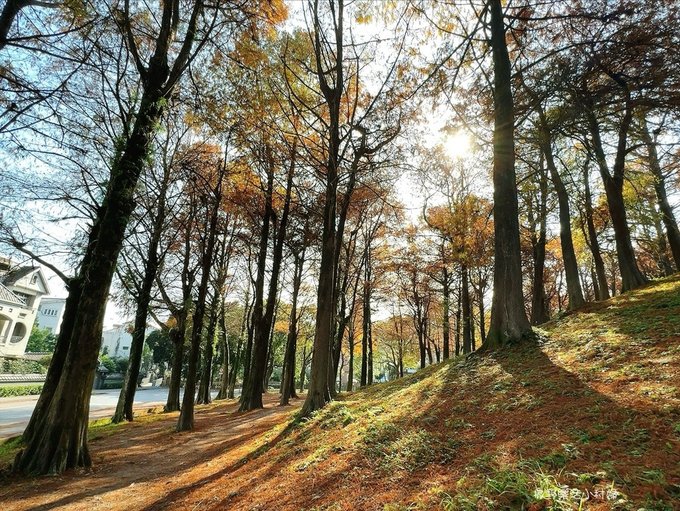 偶像劇場景般的落羽松森林【羅東運動公園】秋冬季節染成橘紅一片