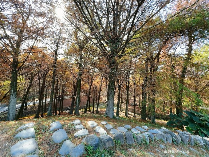 偶像劇場景般的落羽松森林【羅東運動公園】秋冬季節染成橘紅一片