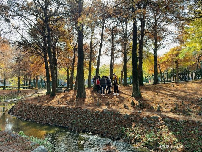 偶像劇場景般的落羽松森林【羅東運動公園】秋冬季節染成橘紅一片