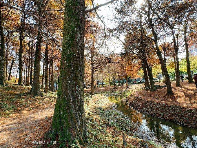 偶像劇場景般的落羽松森林【羅東運動公園】秋冬季節染成橘紅一片