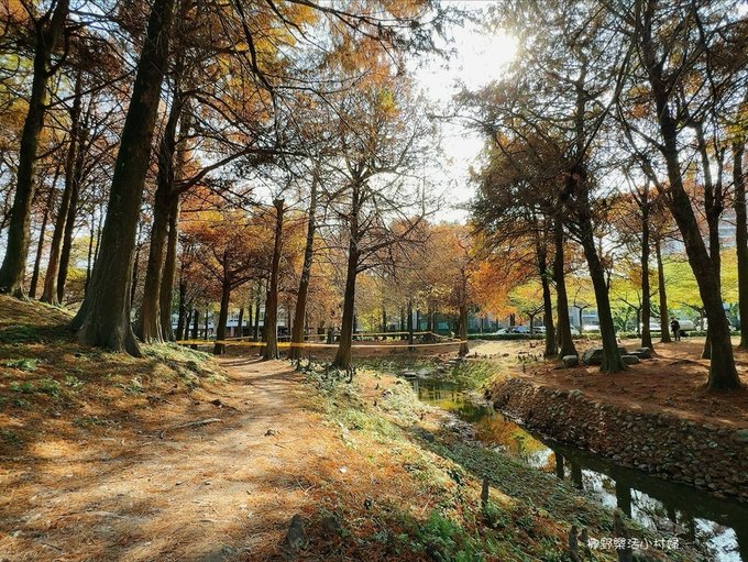 偶像劇場景般的落羽松森林【羅東運動公園】秋冬季節染成橘紅一片