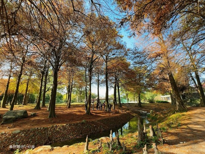 偶像劇場景般的落羽松森林【羅東運動公園】秋冬季節染成橘紅一片