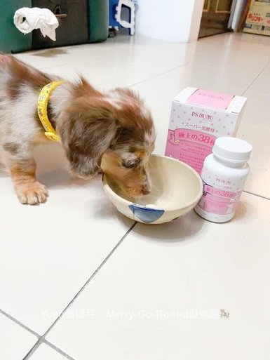 【真實分享】幼犬照顧：啵比兒吃超級黑酵母（腸胃、皮膚、毛髮全