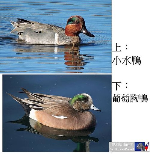 1 小水鴨 green-winged teal (4).JPG