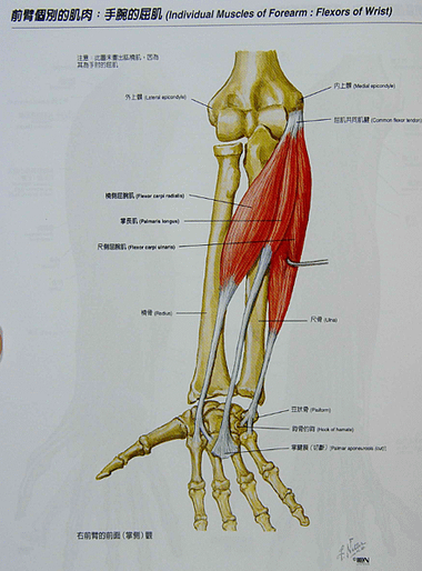 前臂前腔室淺.png