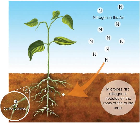 江璞老師專欄-準備托福TOEFL必看~固氮作用 Nitrogen Fixation