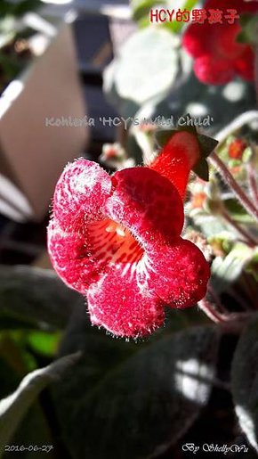 Kohleria %5CHCY%5Cs Wild Child%5C野孩子