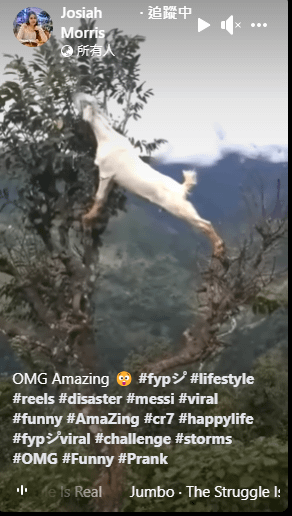 山羊上樹 影片