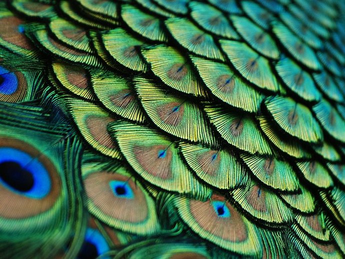 peacock-feathers-florida_56547_990x742