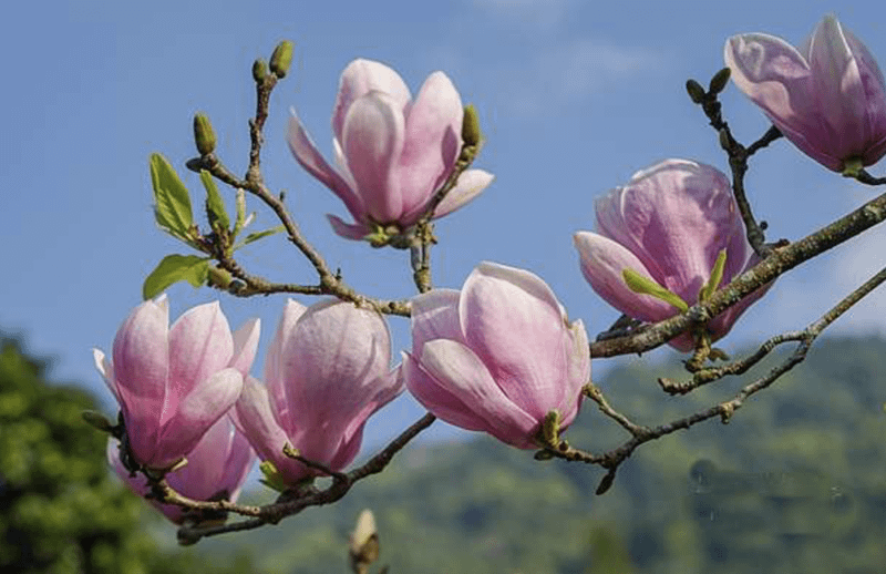 image0 (1).png