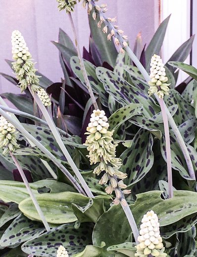 南投行 (虎山藝術館-植物) - 裁.jpg