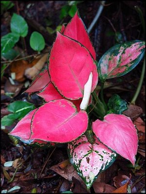 2018春節植物園_056.JPG