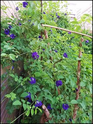 蝶豆花217_.jpg