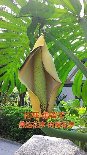 新竹市安親班-植物生態的研討與實作(5上自然)