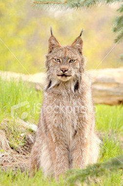 stock-photo-1842600-lynx-canadensis-sitting