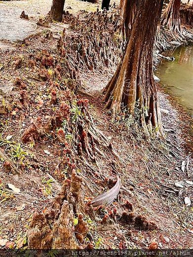 ＊【台南開箱】超酷的城市森林「巴克禮紀念公園」荒野公園，你我