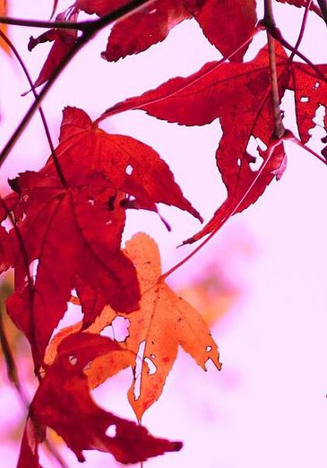 12.1. leaves 4x6(34)