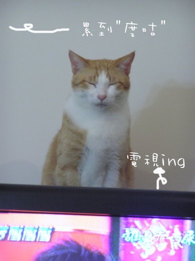貓咪 (17).jpg