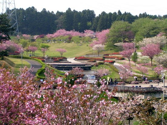 花現茨城  櫻川  磯部稻村神社  日立櫻花祭  龍崎般若院