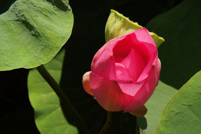 台南白河蓮花