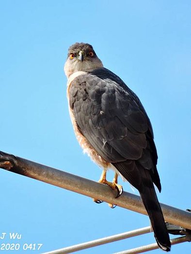 Cooper hawk (30).JPG