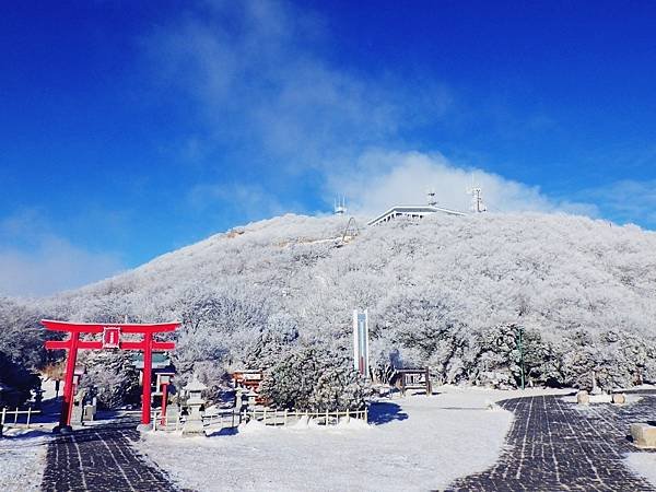 鶴見岳 霧冰 深山霧島杜鵑