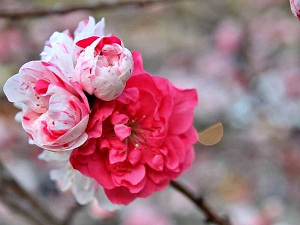 花桃、星空、溫泉、朝市 阿智村晝神溫泉