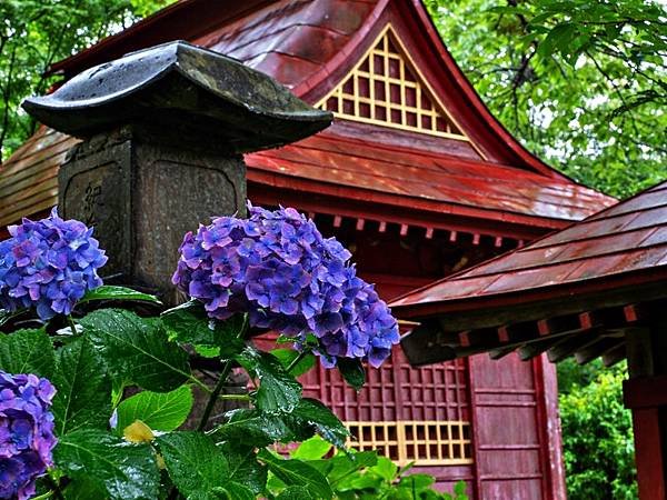 茨城的繡球花寺   雨引觀音  二本松寺  保和苑  水戶八