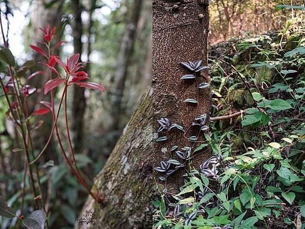 沿途植被.jpg