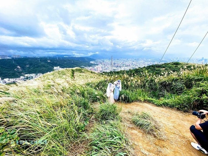 樹林三角埔頂山芒草