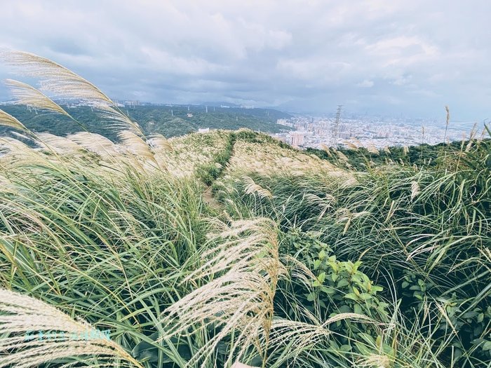 樹林三角埔頂山芒草