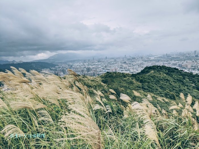 樹林三角埔頂山芒草