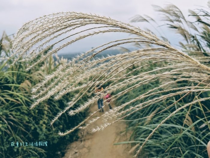 樹林三角埔頂山步道