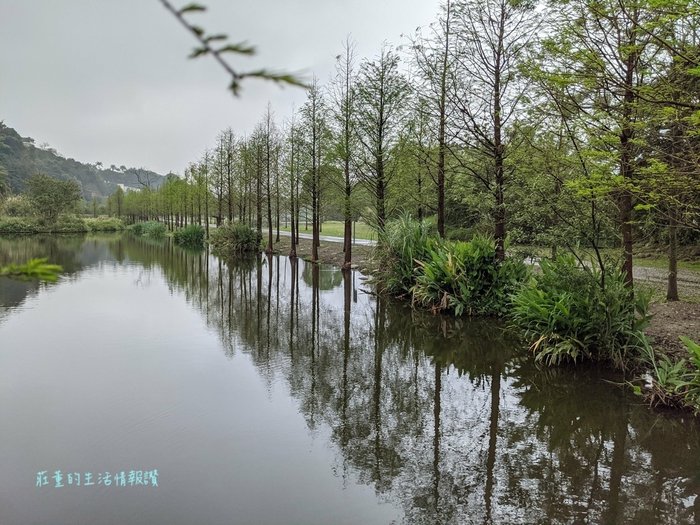 大溪月眉溼地落羽松 (2).jpg