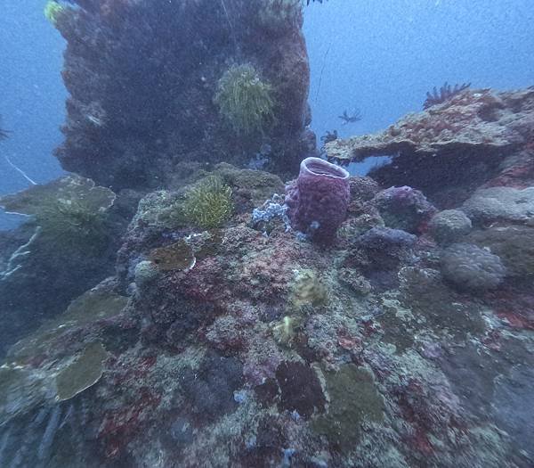 馬來西亞—沙巴潛水 | SunnyReef Divers(J