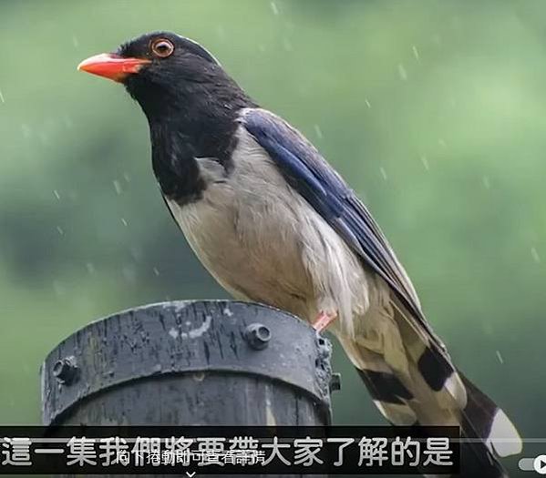 台灣藍鵲已經開始變種、變醜，看來中國藍鵲外來種的大量入侵台灣