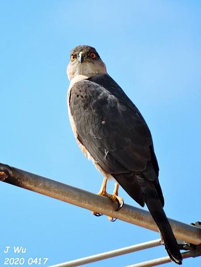 Cooper hawk (24).JPG