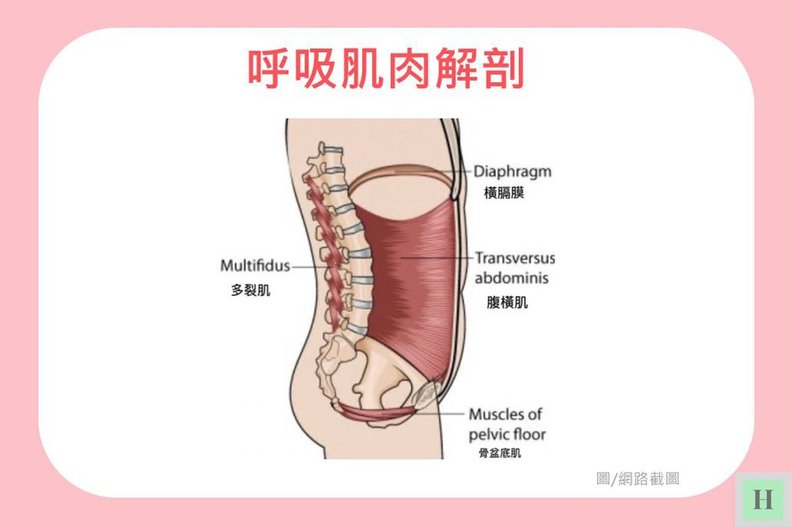 皮拉提斯呼吸解剖