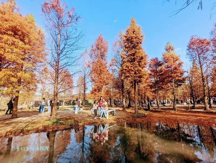泰安國小落羽松 (台中后里 (2).jpg