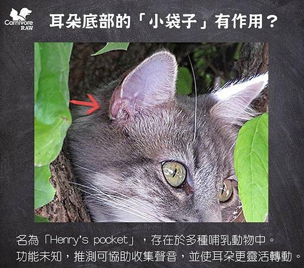 貓耳袋：又叫亨利氏袋（Henry’s Pocket），獨特嘅