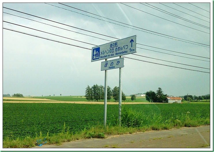 20140731_007 女滿別大空町向日葵 506s