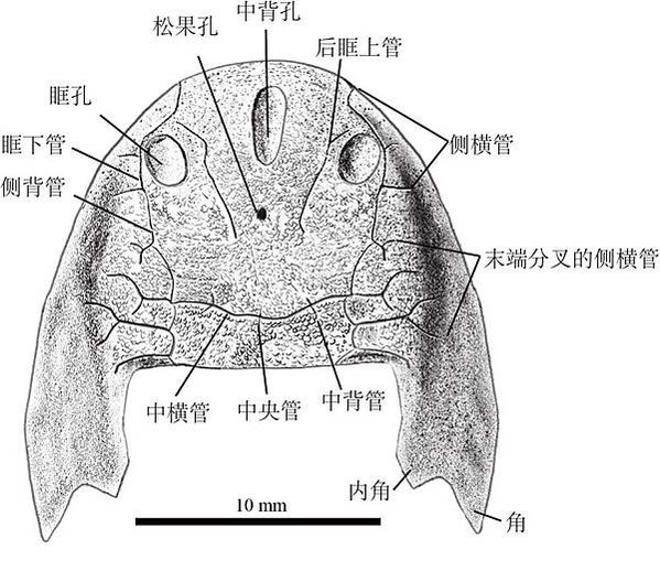 “從魚到人”演化“雙叉苗家魚”化石 已滅絕近4.36億年在重