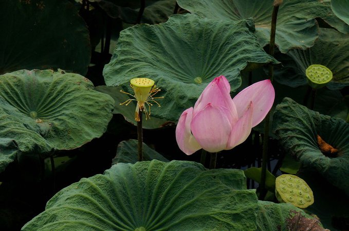 台南白河蓮花