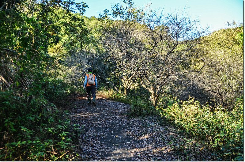 囉囉埔山登山產道梅園