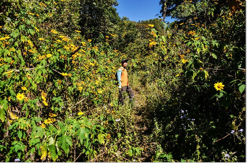 塔羅留山產道 5