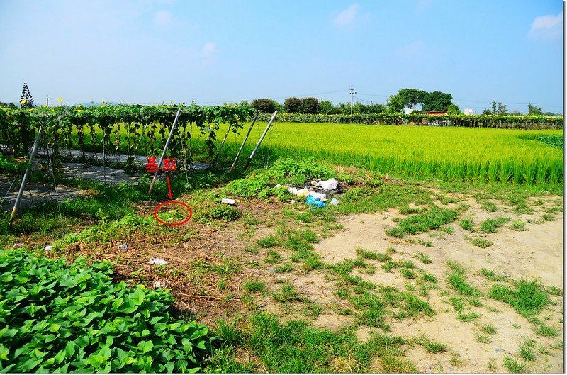 下中庄(中庄下)土地調查局圖根點點位 2